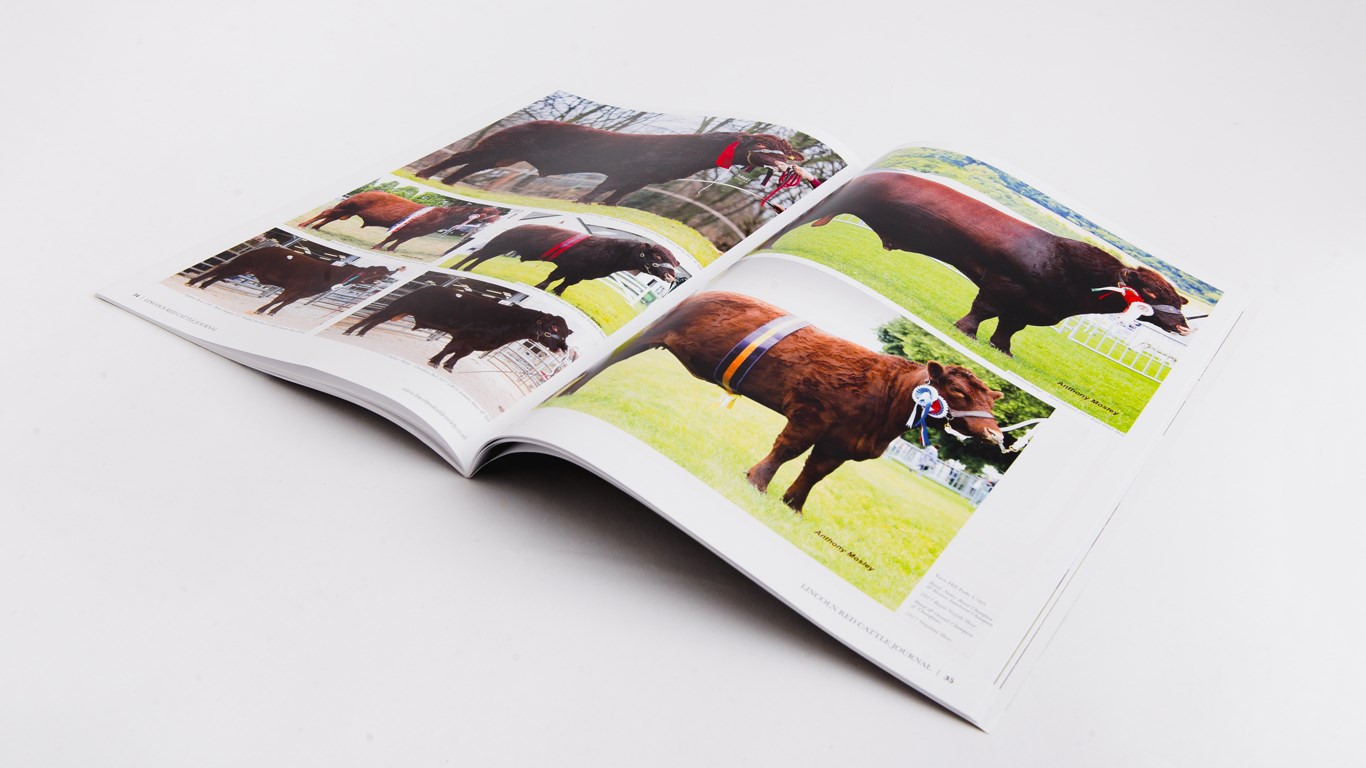 Lincolnshire Red Newsletter Design