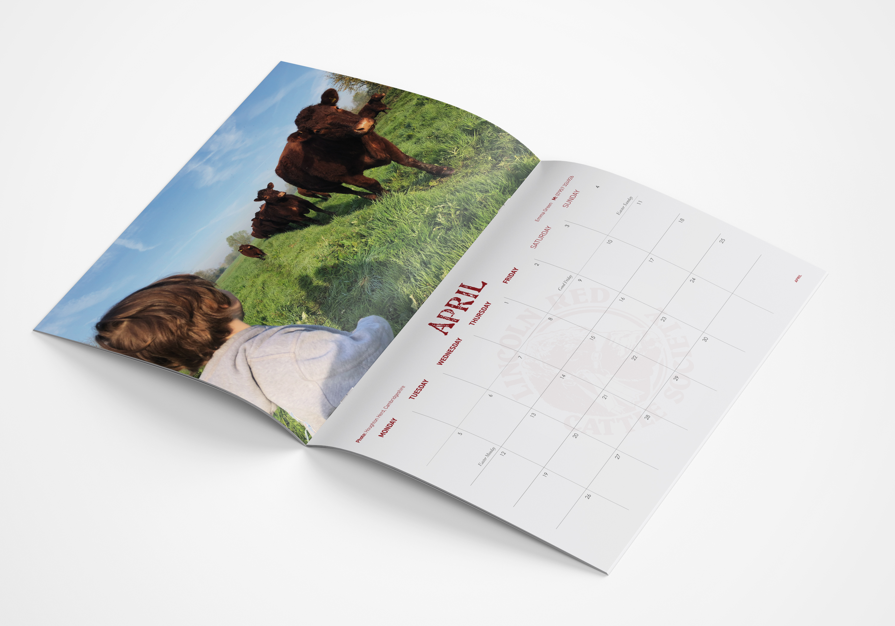 The Lincoln Red Cattle Society Calendar